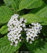 zdjęcie biały Kryte kwiaty Heliotrop