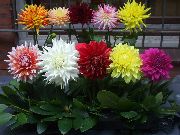 kırmızı Dalya Kapalı çiçek fotoğraf