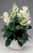 fotoğraf Beyaz Mumlar, Whitefieldia, Withfieldia, Whitefeldia Kapalı çiçek