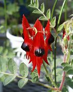 czerwony Clianthus Kryte kwiaty zdjęcie