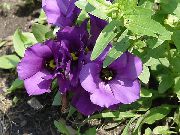mor Texas Bluebell, Lisianthus, Lale Yılan Otu Kapalı çiçek fotoğraf