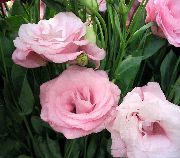 różowy Eustoma (Eustoma) Kryte kwiaty zdjęcie