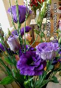 dark blue Texas Bluebell, Lisianthus, Tulip Gentian Indoor flowers photo