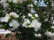 beyaz Mersin Kapalı çiçek fotoğraf