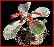 kırmızı Rechsteineria Kapalı çiçek fotoğraf