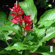 წითელი Sanchezia, ცეცხლი თითების შიდა ყვავილები ფოტო