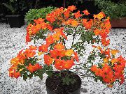 koks Marmelāde Krūms, Apelsīnu Browallia, Firebush, Iekštelpu ziedi foto