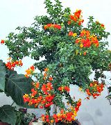 fotoğraf turuncu Kapalı çiçek Marmelat Çalı, Portakal Browallia, Firebush