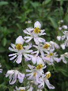 trawiaste Schizanthus, Kryte kwiaty zdjęcie