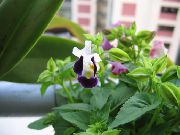 les plantes ampels Triangulation Fleur, Pantoufle Ladys, Aile Bleue,  photo