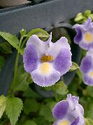 fotoğraf leylak  Salıncaklı Çiçek, Hanımefendi Terlik, Mavi Kanat