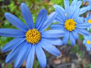 otsu bir bitkidir Mavi Papatya, Kapalı çiçek fotoğraf