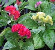 kırmızı Bobstil Kapalı çiçek fotoğraf