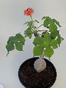 otsu bir bitkidir Peregrina, Gut Bitki, Guatemala Ravent, Kapalı çiçek fotoğraf