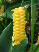 żółty Calathea Kryte kwiaty zdjęcie