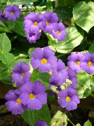紫丁香 黑眼圈苏珊 盆花 照片