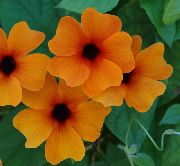オレンジ 黒い目のスーザン 室内の花 フォト