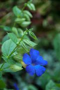ღია ლურჯი შავი თვალის Susan შიდა ყვავილები ფოტო