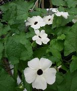 beyaz Siyah Göz Susan Kapalı çiçek fotoğraf