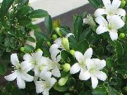 beyaz Kabuğu Ağaç, Turuncu Jessamine Kapalı çiçek fotoğraf