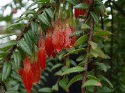 czerwony Agapetes Kryte kwiaty zdjęcie