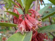 fotoğraf pembe Kapalı çiçek Agapetes