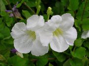 beyaz Asistasya Kapalı çiçek fotoğraf
