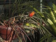 turuncu Pinecone Bromeliad Kapalı çiçek fotoğraf