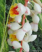 fotoğraf Kırmızı Zencefil, Kabuk Zencefil, Indian Zencefil Kapalı çiçek