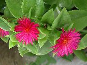 pembe Aptenia Kapalı çiçek fotoğraf