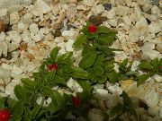 хангинг биљка Аптениа, Затворени цвеће фотографија