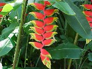 kırmızı Istakoz Pençesi,  Kapalı çiçek fotoğraf