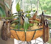     (),  , c  Nepenthes