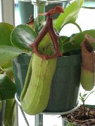 zielony Nepenthes (Kuvshinochnik) Kryte kwiaty zdjęcie