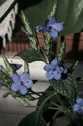 浅蓝 蓝色鼠尾草，蓝色Eranthemum 盆花 照片