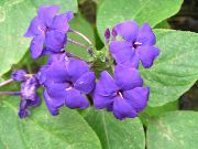 იასამნისფერი ლურჯი ბრძენი, ლურჯი Eranthemum შიდა ყვავილები ფოტო