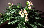 pembe Chirita Kapalı çiçek fotoğraf