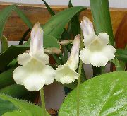 biały Chirita (Hirita) Kryte kwiaty zdjęcie