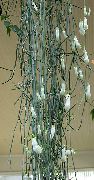 hanging plant Wine-glass Vine, Fountain Flower, Parachute Plant,  photo