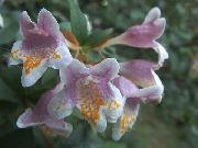 pembe Abelia Kapalı çiçek fotoğraf