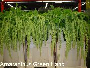 groen Amaranthus, Liefde-Leugen-Bloeden, Kiwicha Pot Bloemen foto
