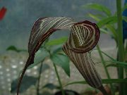 maro Dragon Arum, Planta Cobra, American Robin Trezire, Jack În Amvon Flori de interior fotografie