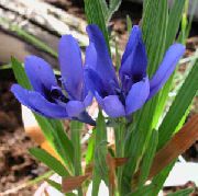 açık mavi Babun Çiçek, Babun Kök  fotoğraf