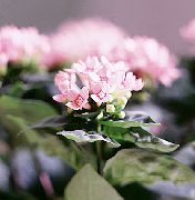 różowy Buvardiya Kryte kwiaty zdjęcie
