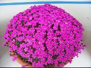 pembe Karanfil Kapalı çiçek fotoğraf