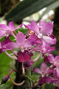 pembe Calanthe Kapalı çiçek fotoğraf