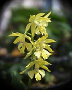 fotoğraf sarı Kapalı çiçek Calanthe
