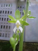 绿 虾脊兰属 盆花 照片