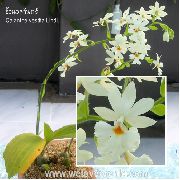 zdjęcie biały Kryte kwiaty Calantha