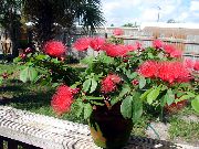 kırmızı Kırmızı Toz Puf Kapalı çiçek fotoğraf
